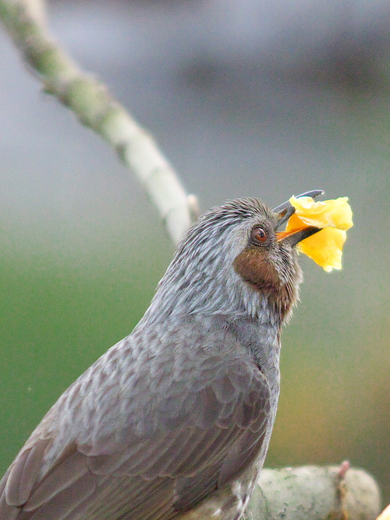 ヒヨよ　半分は残しなさい　50ﾊﾟ-ｾﾝﾄ