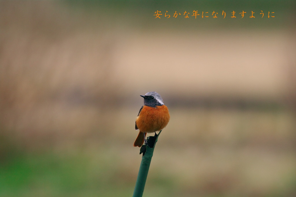 安らかな一年に～