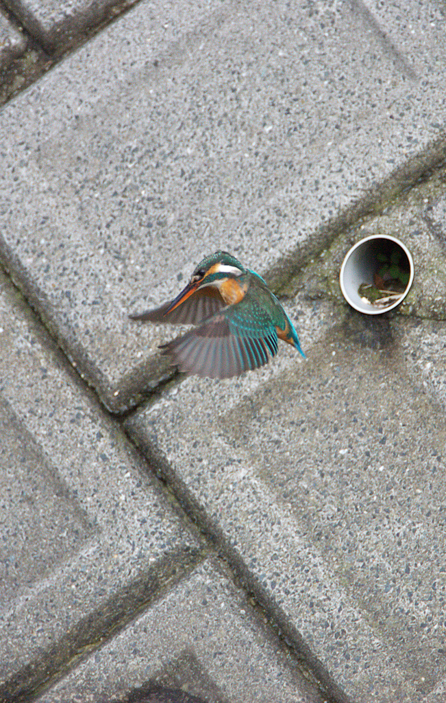 お嬢の頑張り～叔父さん　感動～♪