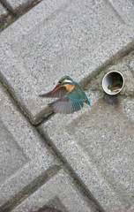お嬢の頑張り～叔父さん　感動～♪