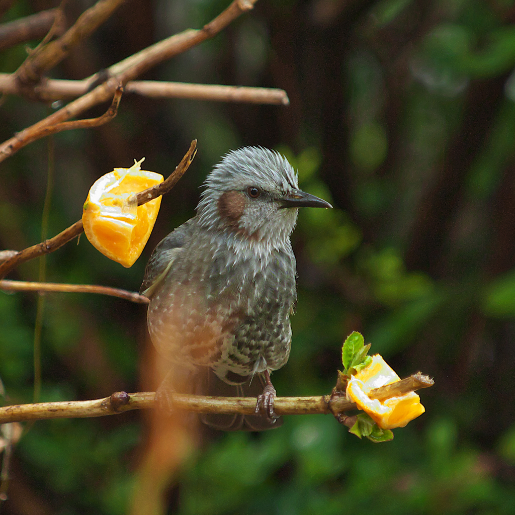 ﾏｲｸﾛ4／３試写～♪~♪　