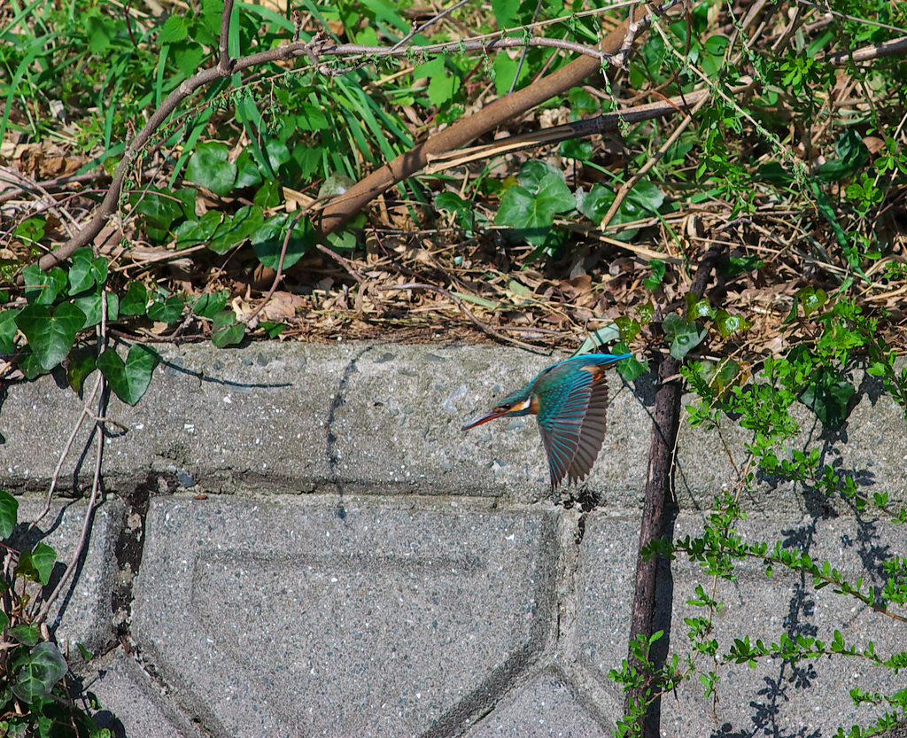 ちっちゃいカワ嬢～