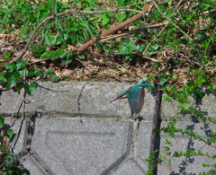 ちっちゃいカワ嬢～