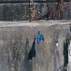 対岸のカワちゃん