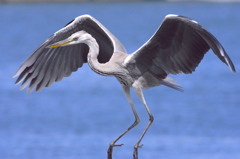 続　ビッグな羽～♪