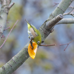 新入りめじろ(2)