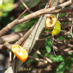 結果発表～メジロ編　♪