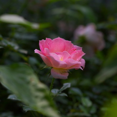 梅雨の一時　ﾐﾆﾊﾞﾗ～