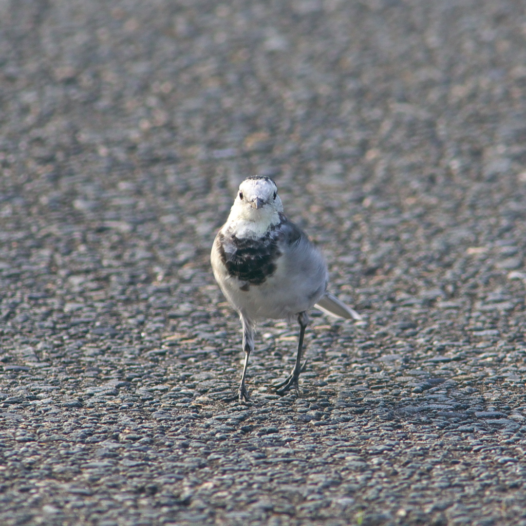 3・5ｍ以内はﾀﾞﾒです