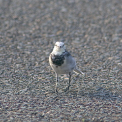 3・5ｍ以内はﾀﾞﾒです