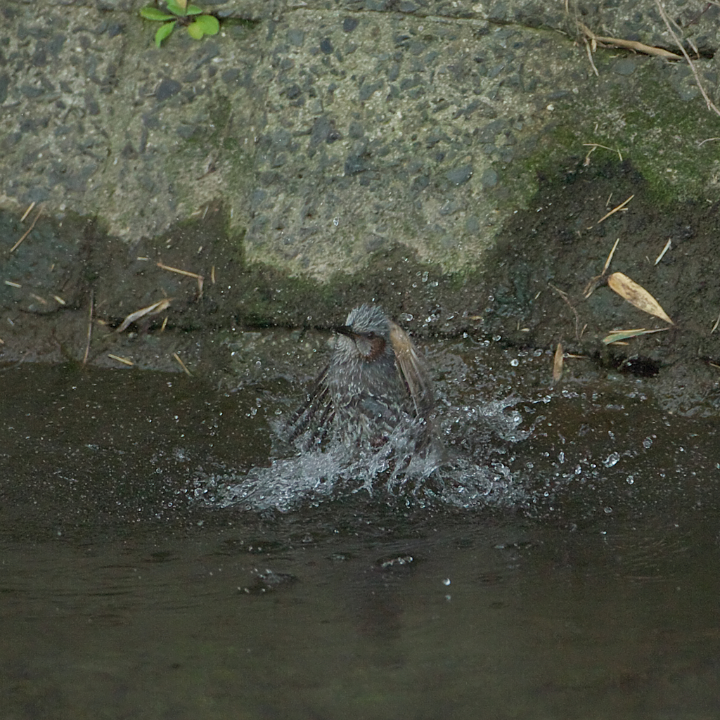 僕だって　ｶﾜｾﾐ気分～