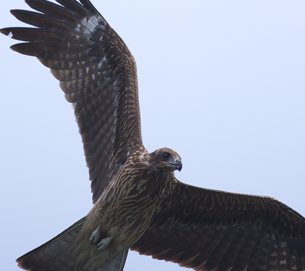 やはり　迫力～～猛禽