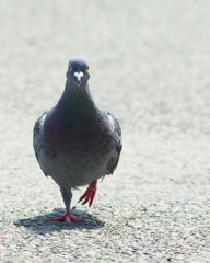 下がれば　白飛び　来れば　真っ黒～～