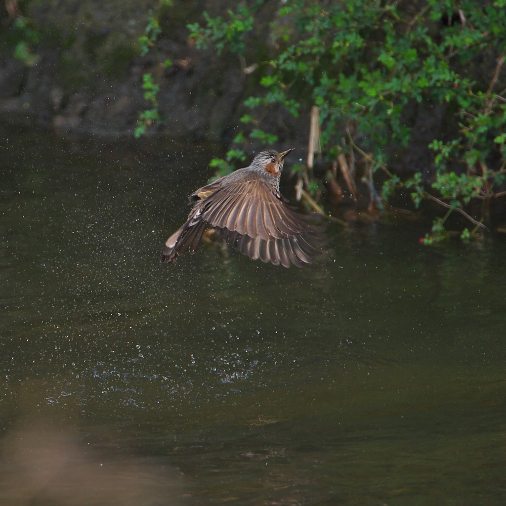 続 ヒヨの物まね～