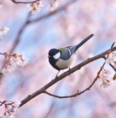 １春賛歌～花鳥