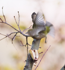 これは　見なかったことに　♪　メジロ君