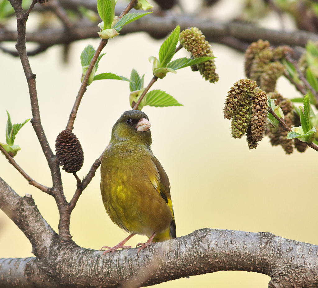 感動～♪ヒワ君2