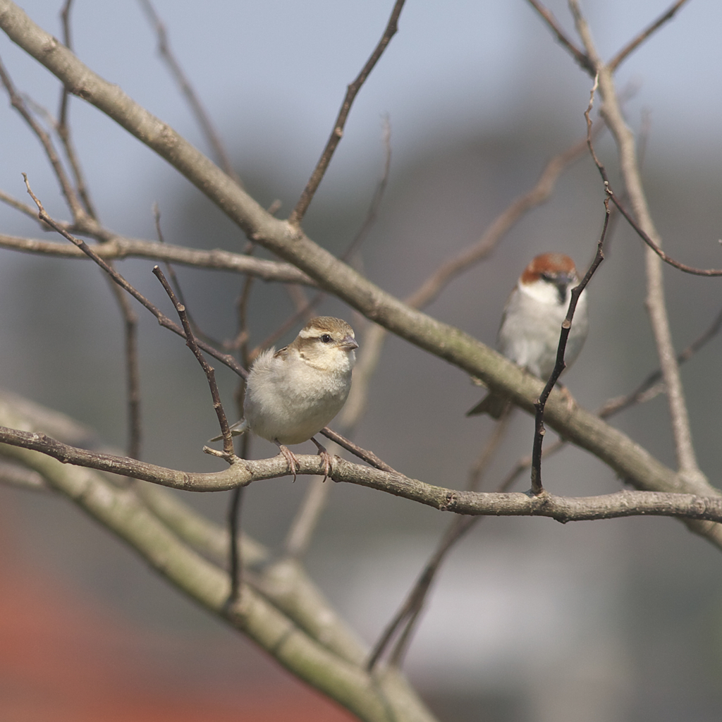 ちゅん「何処の子じゃ～？」？？