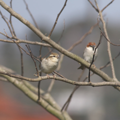 ちゅん「何処の子じゃ～？」？？
