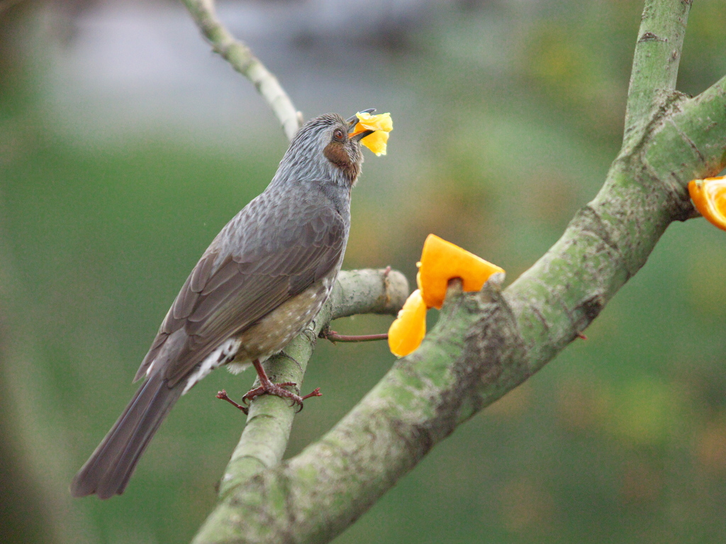 ヒヨよ　少しは遠慮を～♪