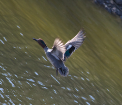 びっくりカモさん