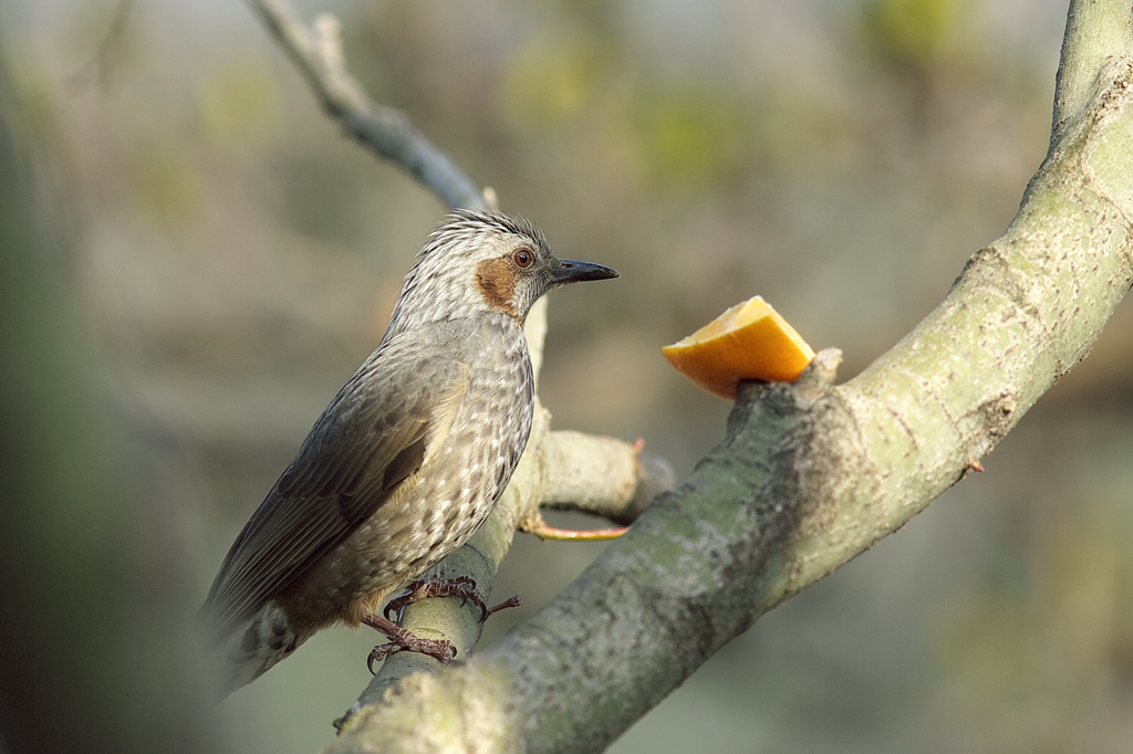 モデルをヒヨに