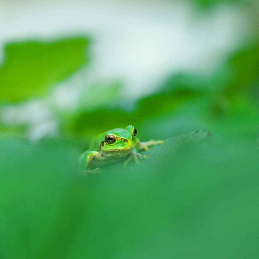 あらまあ～ピョン吉