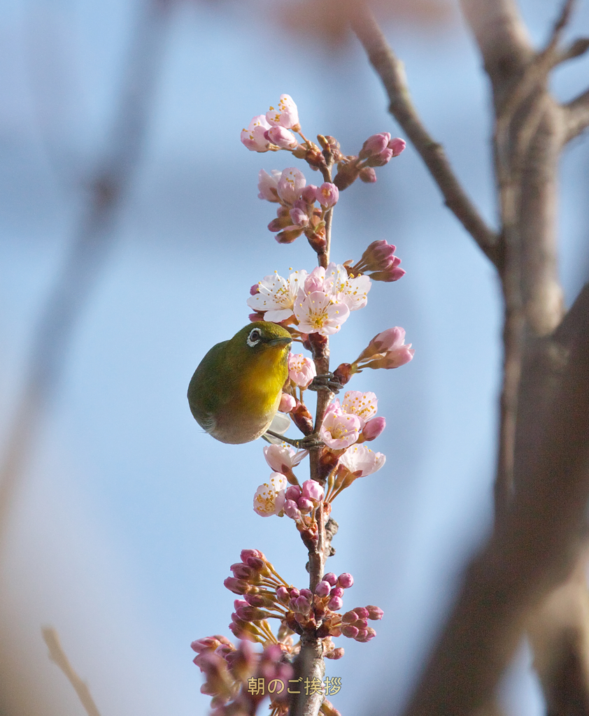 朝一 船頭メジロ