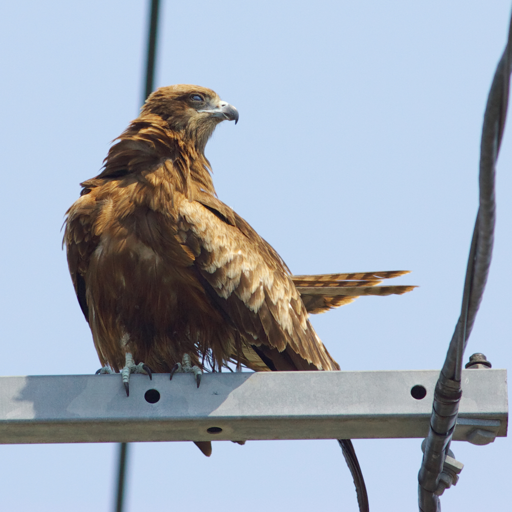 続Ⅱ　猛禽の姿～Ⅱ