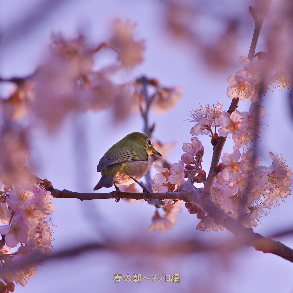 眩しい朝～ﾒｼﾞﾛちゃん