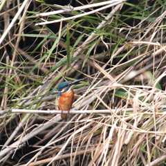 遠いんです　2　　涙♪