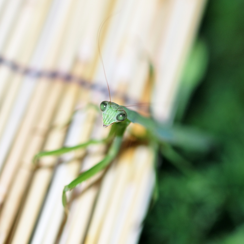 カマキリ君　参上