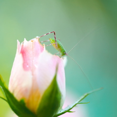 ﾐﾆﾊﾞﾗ受難