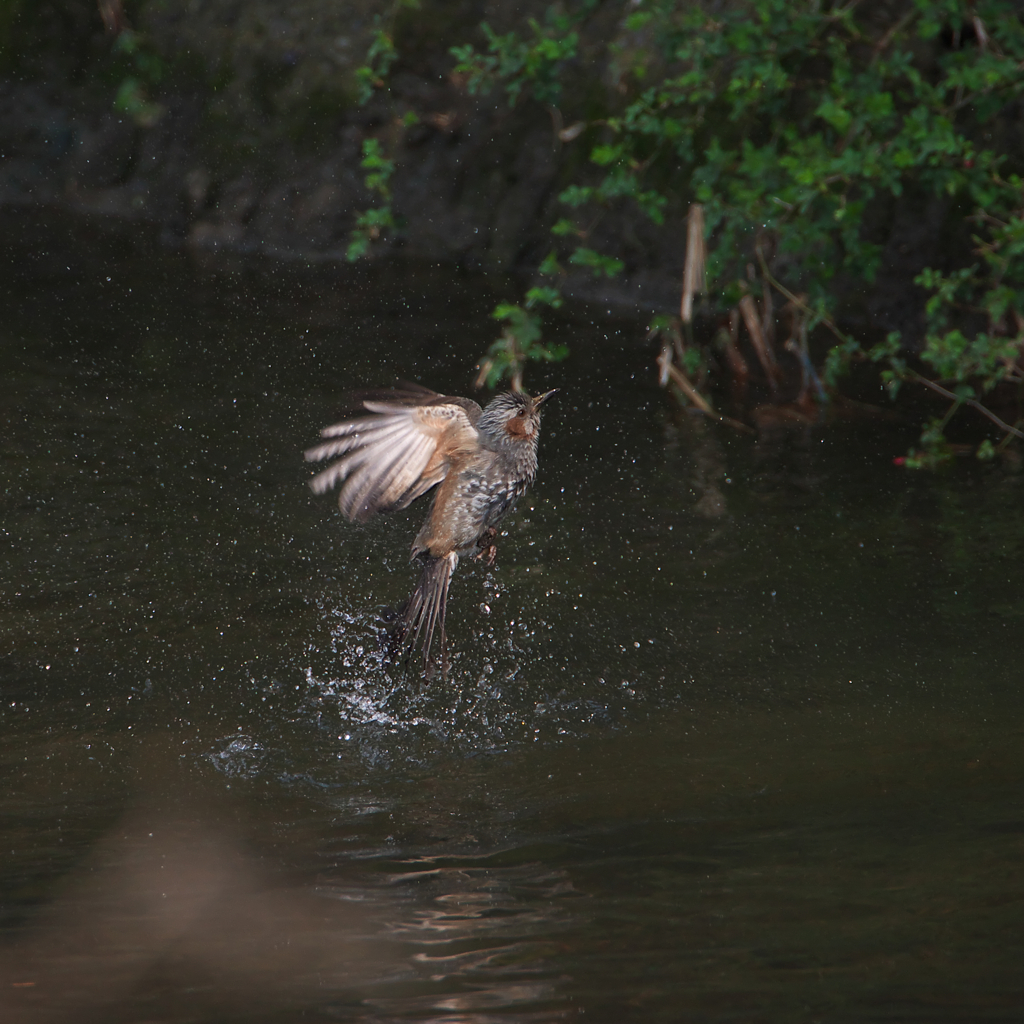 ヒヨの物まね～