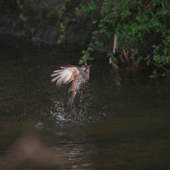 ヒヨの物まね～