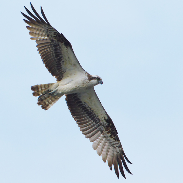 ミサゴ - Osprey - JapaneseClass.jp