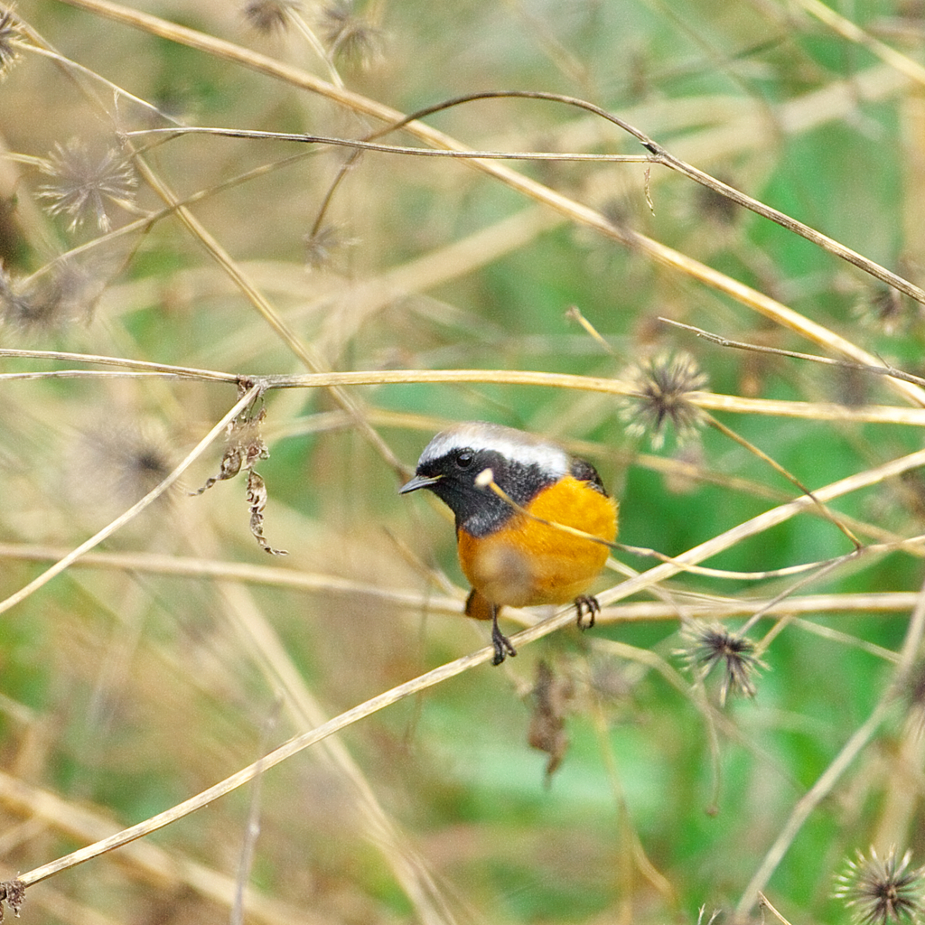 ジョビ君　また会おう～～♪　goodbye