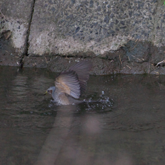 僕だって(2)　ｶﾜｾﾐ気分～