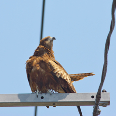 続Ⅱ　猛禽の姿