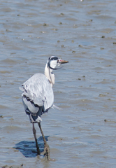 ちょっと　素敵な姉さん　～～