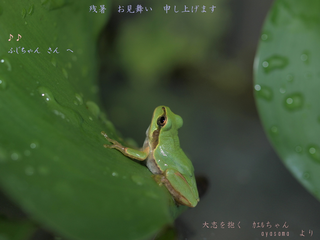 残暑お見舞い~♪　我が家のｶｴﾙ　ちゃん（ふじちゃん　さんへ　♪）