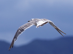 鋭い顔つき～♪～ｶﾓﾒ