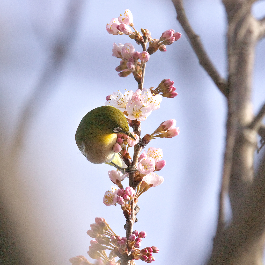 サクランボの実に～ヒヨが喜ぶの巻