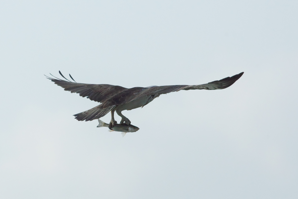 発進～ねぐらへ～