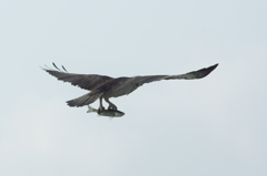 発進～ねぐらへ～