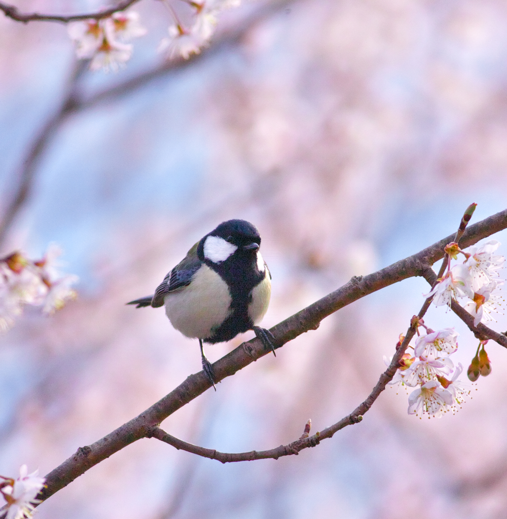 ２春賛歌～花鳥
