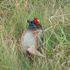 千両役者は飛ばない～？