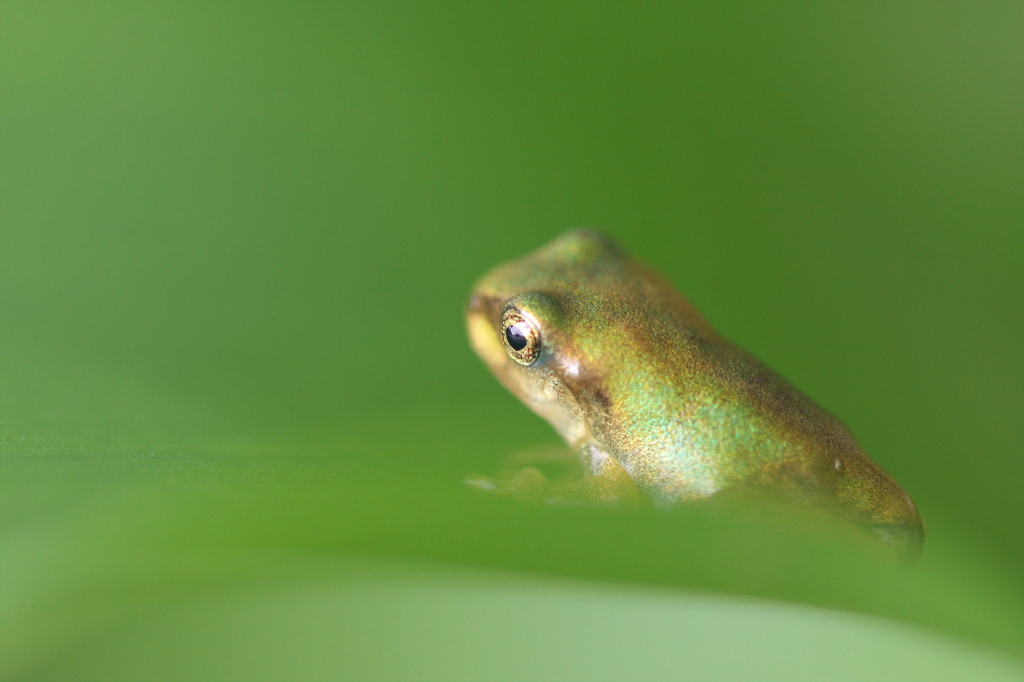 2cm　未満