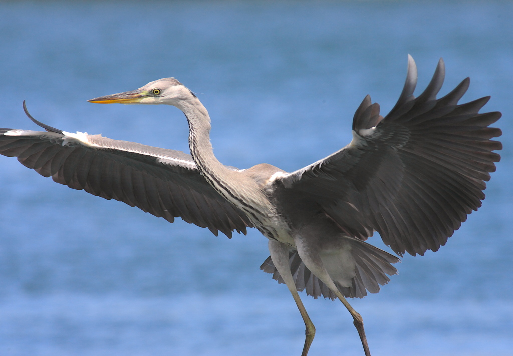 ビッグな羽～♪