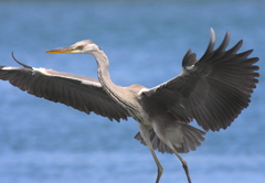 ビッグな羽～♪